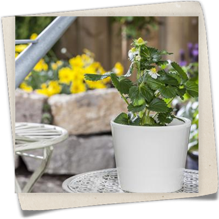 Erdbeere 'Delizz'® Erdbeere 'Delizz'®