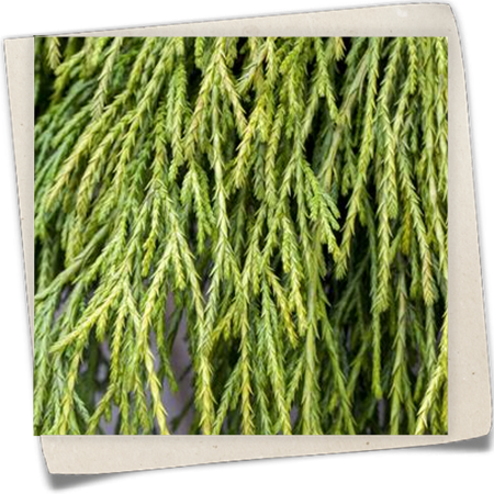 Gelbe Fadenzypresse 'Sungold' Gelbe Fadenzypresse 'Sungold'