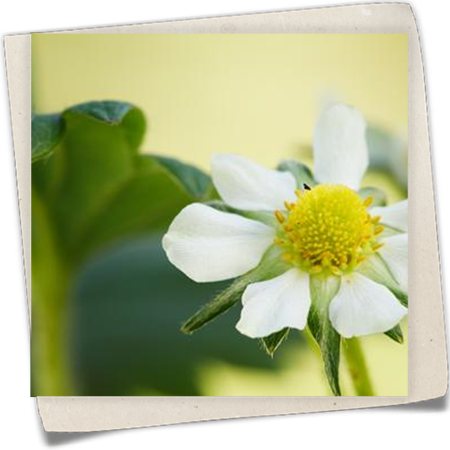 Erdbeere 'Elan' Erdbeere 'Elan'