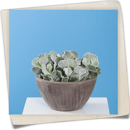 Cotyledon Cotyledon