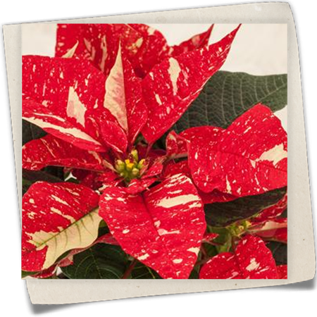 Weihnachtsstern Weihnachtsstern