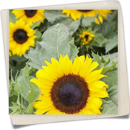 Sonnenblume Sonnenblume