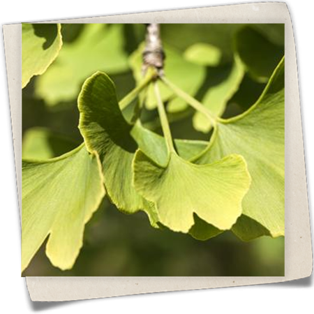 Fächerblattbaum 'Hexenbesen Leiden' Fächerblattbaum 'Hexenbesen Leiden'