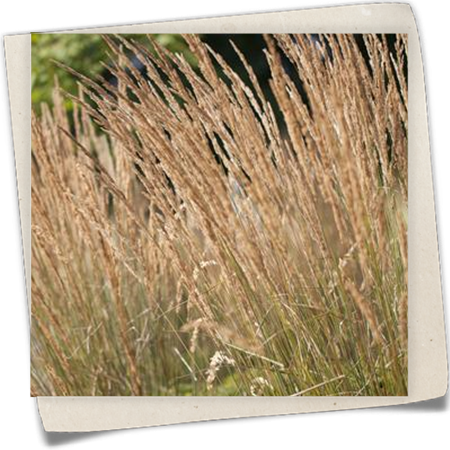 Garten-Reitgras 'Karl Foerster' Garten-Reitgras 'Karl Foerster'