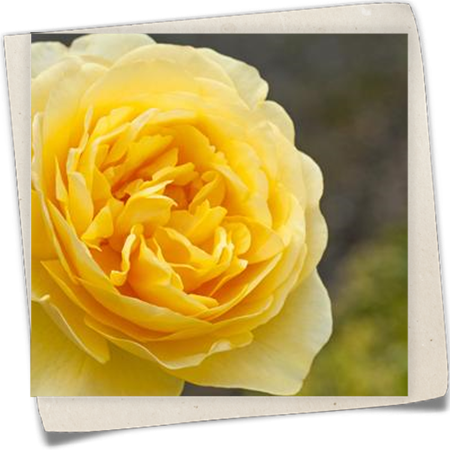 Englische Rose Englische Rose