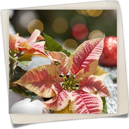 Weihnachtsstern Weihnachtsstern