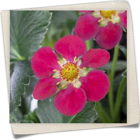 Erdbeere 'Fragoo® Toscana' Erdbeere 'Fragoo® Toscana'