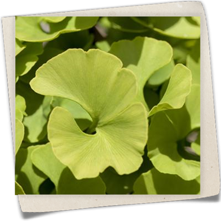 Fächerblattbaum 'Mariken' Fächerblattbaum 'Mariken'