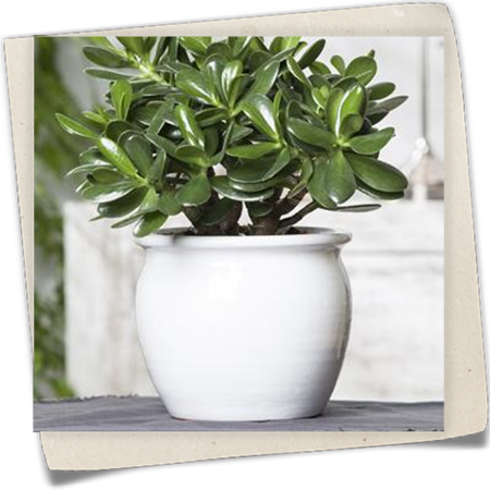 Geldbaum 'Magical Tree' Geldbaum 'Magical Tree'