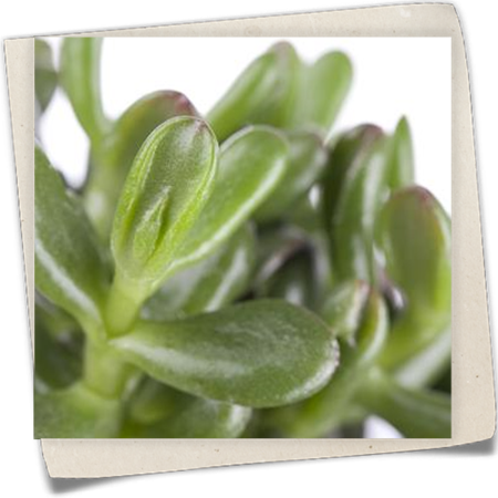 Geldbaum 'Gollum' Geldbaum 'Gollum'