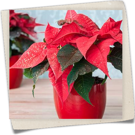 Weihnachtsstern mit Glitzer Weihnachtsstern mit Glitzer