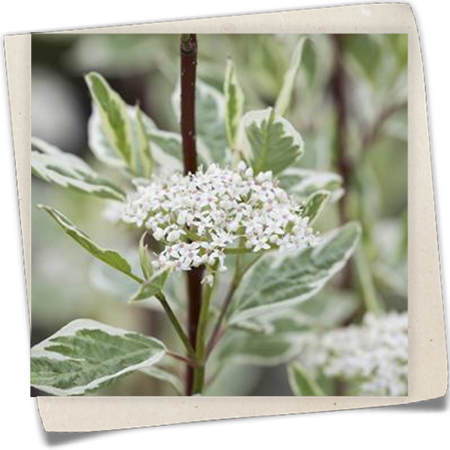 Hartriegel 'Elegantissima' Hartriegel 'Elegantissima'