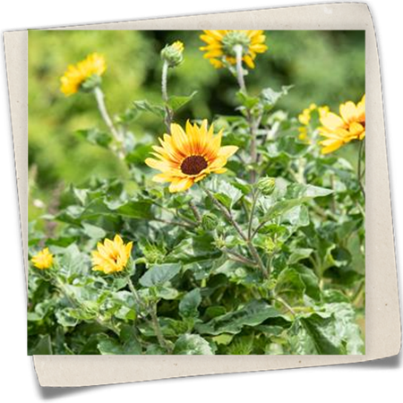 Sonnenblume 'SunBelievable'® Sonnenblume 'SunBelievable'®