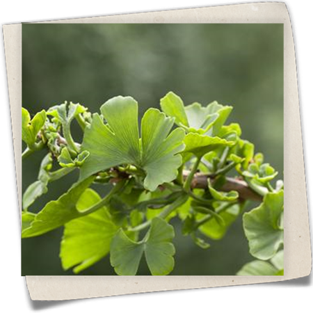 Fächerblattbaum 'Troll' Fächerblattbaum 'Troll'