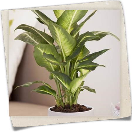 Dieffenbachie Dieffenbachie