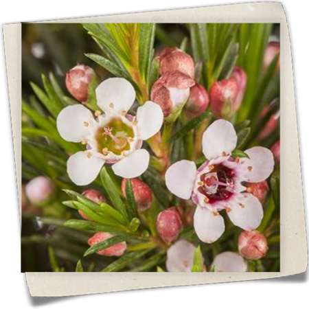 Südseemyrte Südseemyrte