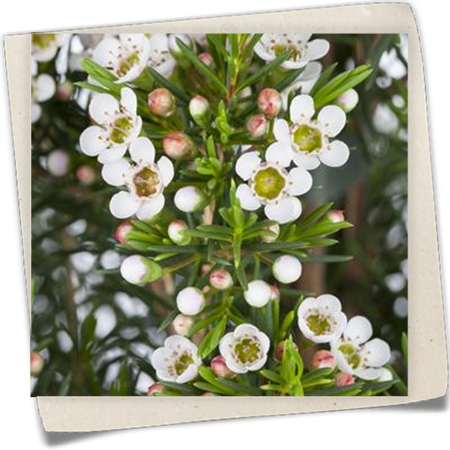 Südseemyrte 'Snowflake' Südseemyrte 'Snowflake'