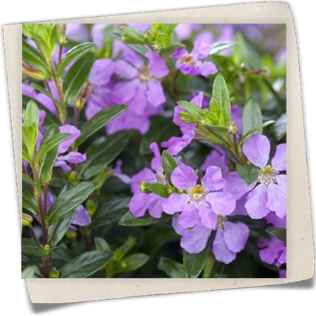 Köcherblume Köcherblume