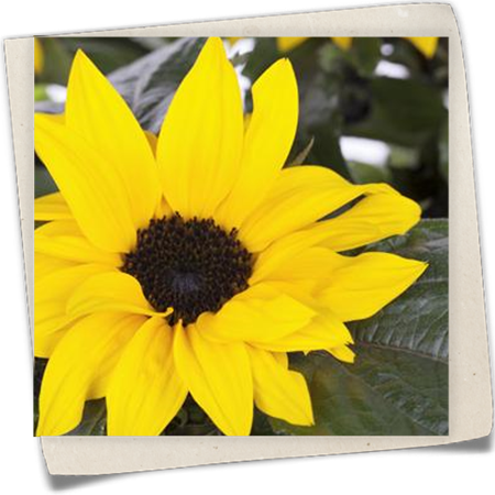 Sonnenblume Sonnenblume