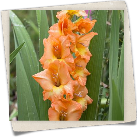 Gladiole Gladiole