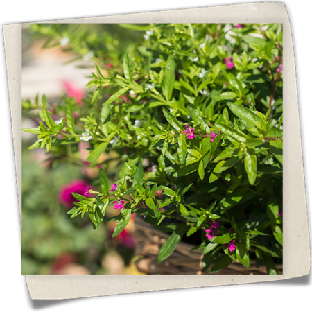 Köcherblume 'Twins' Köcherblume 'Twins'