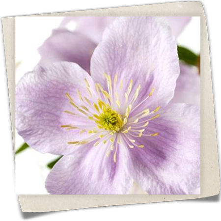 Berg-Waldrebe Berg-Waldrebe