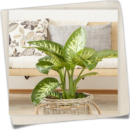 Dieffenbachie 'Tropic Snow' Dieffenbachie 'Tropic Snow'