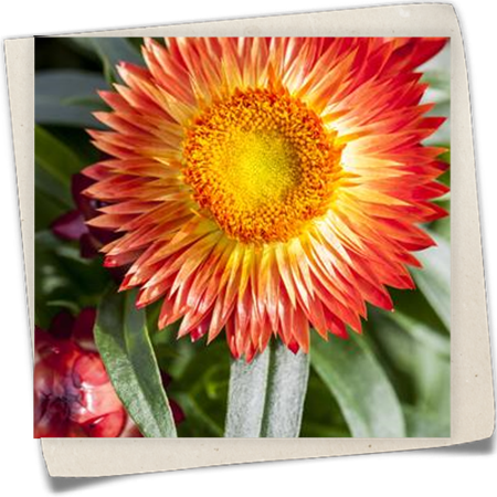 Garten-Strohblume Garten-Strohblume