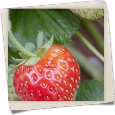 Erdbeere 'Senga®-Sengana®' Erdbeere 'Senga®-Sengana®'