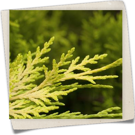 Leyland-Zypresse 'Gold Rider' Leyland-Zypresse 'Gold Rider'