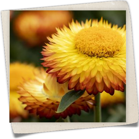 Strohblume 'Mohave'® Strohblume 'Mohave'®