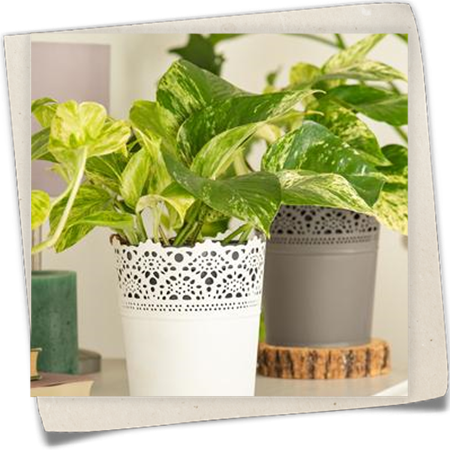 Gefleckte Efeutute 'Marble Queen' Gefleckte Efeutute 'Marble Queen'