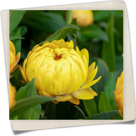 Strohblume SUNBRELLA™ Strohblume SUNBRELLA™