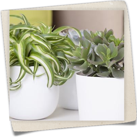 Grünlilie 'Bonnie' Grünlilie 'Bonnie'