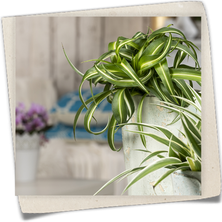 Grünlilie 'Ocean' Grünlilie 'Ocean'