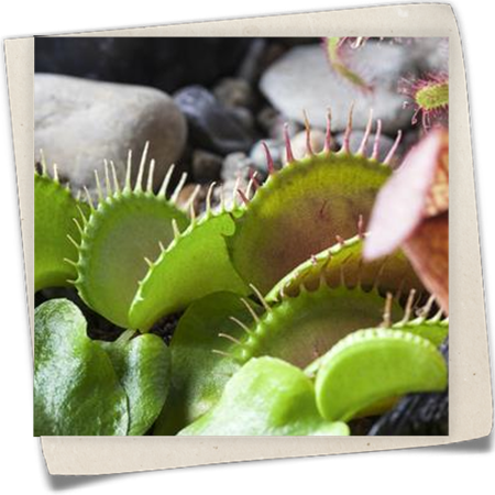 Venusfliegenfalle Venusfliegenfalle