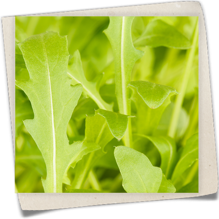 Wilde Rauke 'Dragons Tongue' Wilde Rauke 'Dragons Tongue'