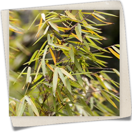 Gartenbambus 'Jiuzhaigou 1' Gartenbambus 'Jiuzhaigou 1'