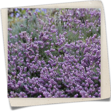 Schneeheide Schneeheide