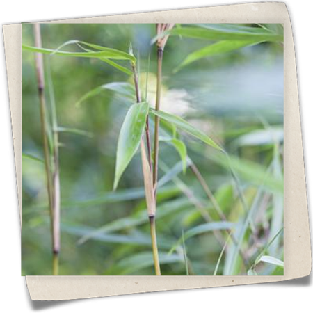 Muriel Schirmbambus Muriel Schirmbambus