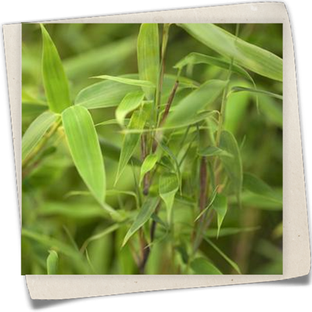 Gartenbambus 'Deep Forest'®(s) Gartenbambus 'Deep Forest'®(s)