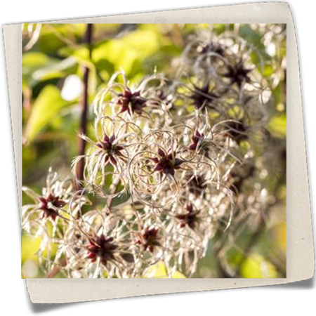 Gold-Waldrebe Gold-Waldrebe