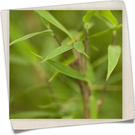 Gartenbambus Gartenbambus