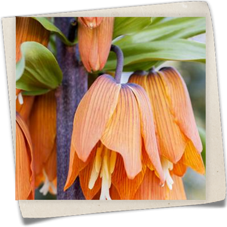 Kaiserkrone Kaiserkrone