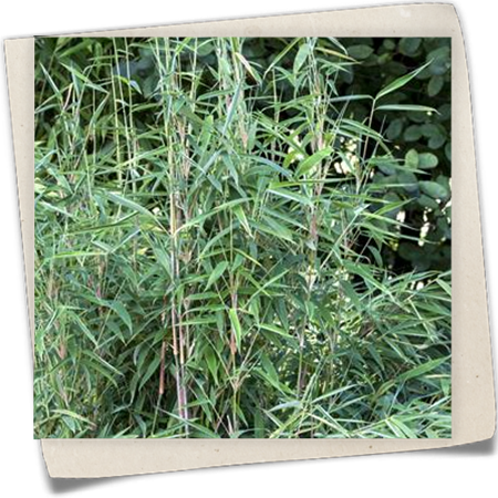 Drachenschuppenbambus Drachenschuppenbambus