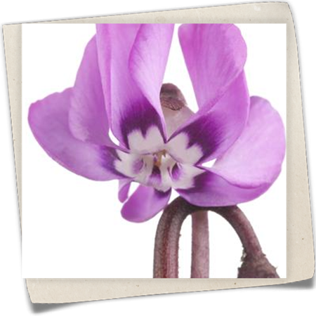 Frühlings-Alpenveilchen Frühlings-Alpenveilchen