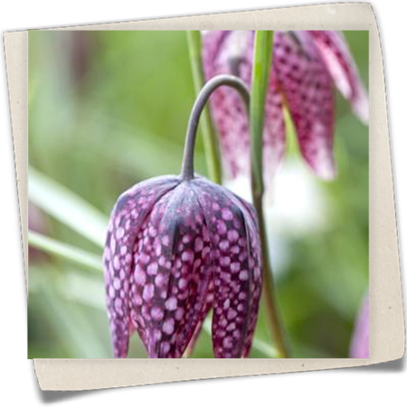 Gewöhnliche Schachblume Gewöhnliche Schachblume