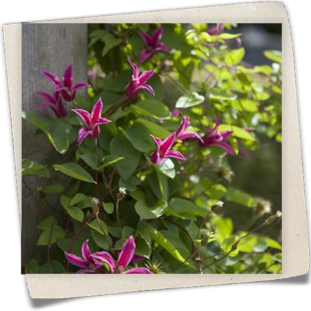 Texas-Waldrebe 'Princess Diana' Texas-Waldrebe 'Princess Diana'