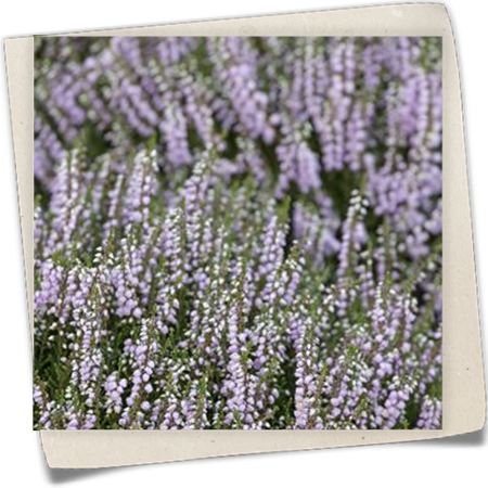 Schneeheide Schneeheide