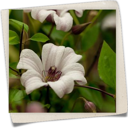 Texas-Waldrebe 'Princess Kate' Texas-Waldrebe 'Princess Kate'